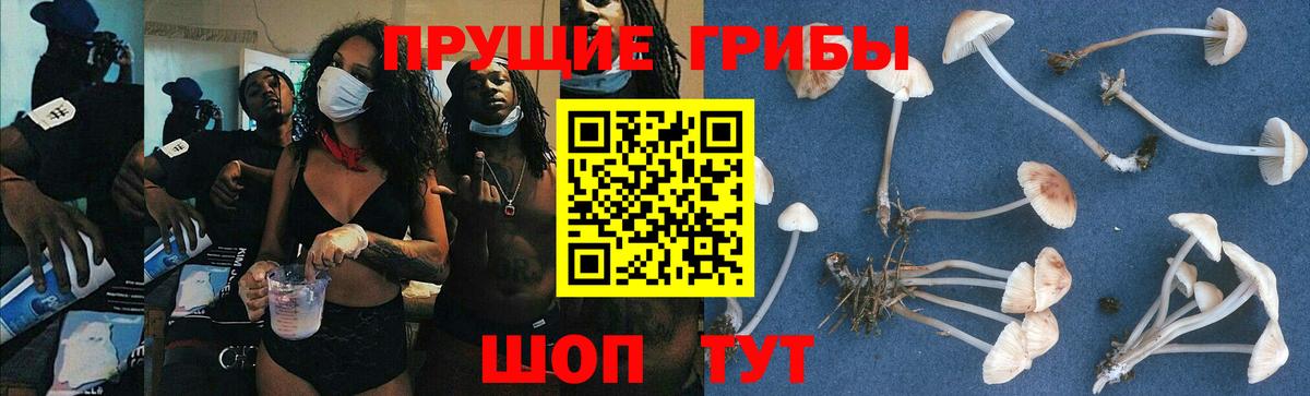 Псилоцибиновые грибы GOLDEN TEACHER Сунжа